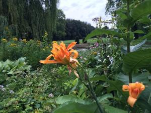 The lilies in the gardens