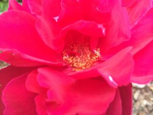 "You do not seem to realize that beauty is a liability rather than an asset..." -Marianne Moore, "Only Roses"