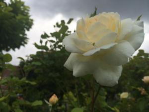 A green spider on a rose against a stormy sky